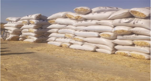Rice Bran